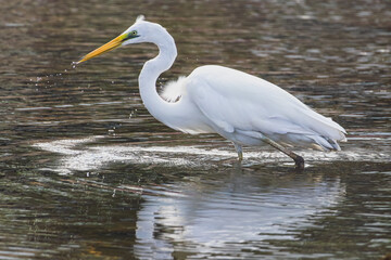 great egret