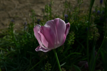 Pink flower tulip lit by sunlight. Soft selective focus, tulip close up, toning. Bright colorful tulip photo background