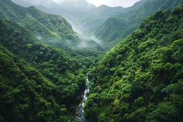 Bank of the mountain river Tara and forest in Montenegro.