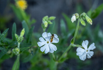 Wall Mural - beautiful insects close up in a green forest on a sunny summer day