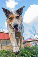 Portrait of a young, hyper Blue heeler walking against a blue summer sky. Vertical.