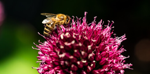 Honey Bee on flower Close up of a large striped bee collecting pollen on a garlic flower on a Sunny bright day.