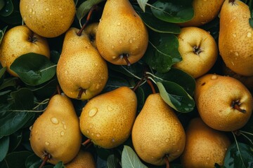 Poster - Fresh Harvest of Juicy Pears