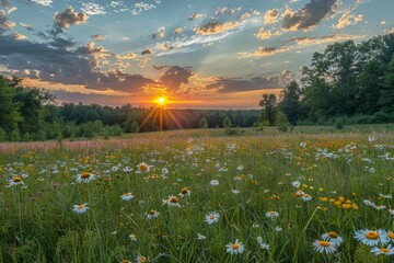 Poster - Summer Meadow Sunset