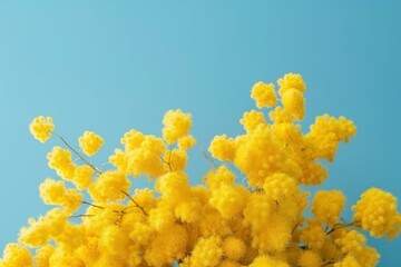 Poster - Bright yellow mimosa blooms fill the frame, contrasting with a clear blue backdrop