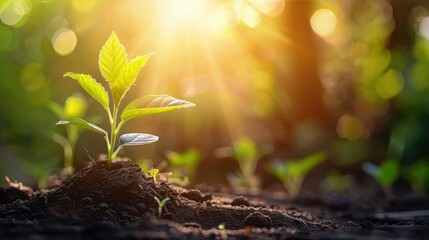 Wall Mural - AI generated Young plant growing in the morning light and warm sunlight with copy space 