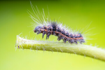 Wall Mural - Poisonous moth larvae in the wild state