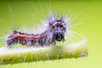 Wall Mural - Poisonous moth larvae in the wild state