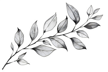 Fototapete - 
black and white drawing of leaves on a branch, simple shapes, white background, no shadows, sketch style, ink painting, elegant, graceful, high resolution, high quality