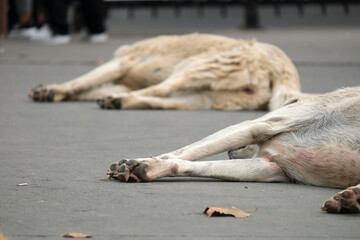 Two stray dogs sleeping on pavement in Istanbul Turkiye