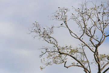 Many Asian Openbill were sitting on the branches of a large tree that didn't have many leaves.