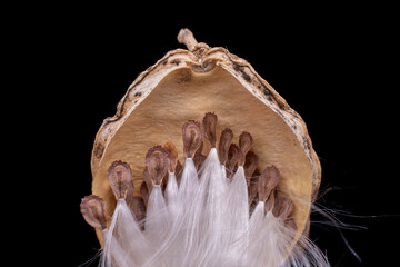 Wall Mural - Macro photo of Asclepiadaceae seeds