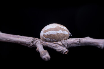 Wall Mural - Limacodidae cocoon in the wild state