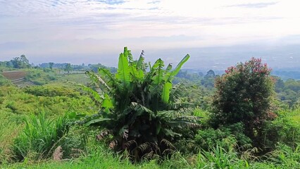 Wall Mural - Fog footage view banana tree on the hill in the morning