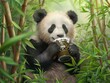 © pvl0707 - A Panda's Afternoon Refreshment in a Bamboo Forest