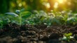 © Dm - the plant sprouts. the small plant began to grow. seedling. greenhouse. sprout of greenery from the ground