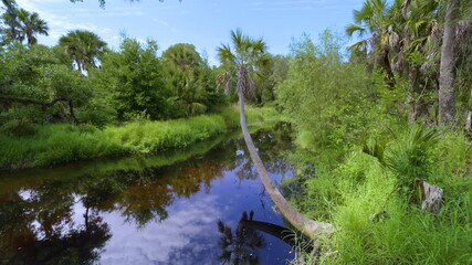 Sticker - Subtropical jungles wild vegetation with wetland river and green palm trees in southern Florida, USA. Dense rainforest ecosystem