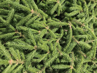 Poster - Pine needles, Christmas tree, spruce, fir, close up, tree leaves wood