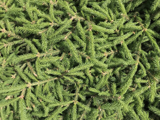 Poster - Pine needles, Christmas tree, spruce, fir, close up, tree leaves wood