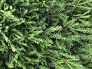 pine needles, christmas tree, spruce, fir, close up, tree leaves wood