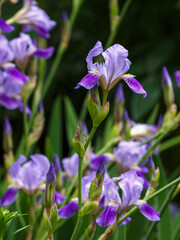 Wall Mural - Beautiful blue germanic flowers of irises bearded close up