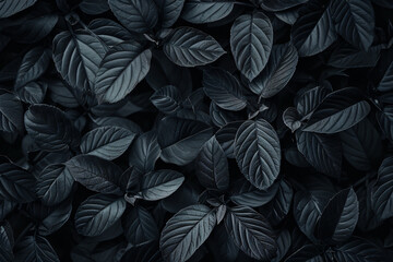 Poster - Leaves of black color, abstract nature background, monochrome concept for design with copy space in the style of abstract nature.


