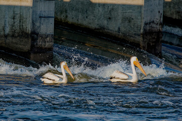 Wall Mural - American White Pelicans (Pelecanus erythrorhynchos) on the hunt. Fox river in Wisconsin