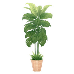 Aufkleber - This artificial plant is tall and majestic with a towering trunk and large green leaves that fan out at the top. It is p in a woven basket giving it a rustic and natural feel that.