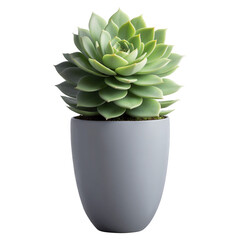 Fototapete - A lifelike artificial succulent with thick round leaves in shades of green and a realisticlooking textured finish. It is potted in a sleek gray planter perfect for adding a touch.