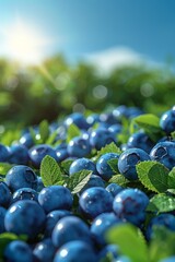 Wall Mural -  A few blueberries on the green lawn, with a little ridge on the lawn. Blue sky, bright sunshine. Bright, clean. 