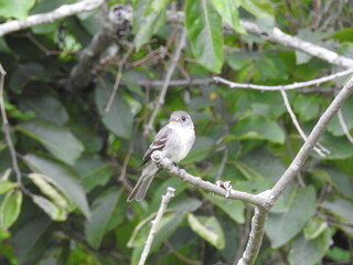 Eastern wood pewee perched on a woodland branch within the Bombay Hook National Wildlife Refuge, Kent County, Delaware.