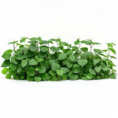 Wall Mural - bush plant isolated on a white background