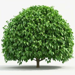 Canvas Print - bush plant isolated on a white background