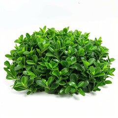 Wall Mural - bush plant isolated on a white background