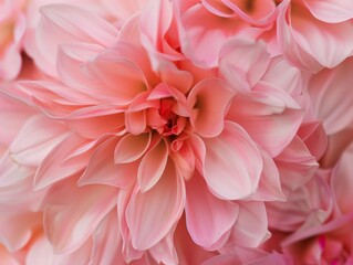 Poster - Symmetrical Pastel Red Petal Arrangement Captured from Above, Highlighting Geometric Patterns and Soft Textures
