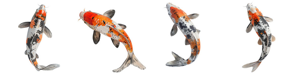  set of A single koi carp, top view, pristine on a transparent background