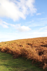 Wall Mural - Autumn in the hills of Wales, UK.