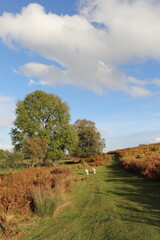 Wall Mural - Brecon Beacons of the UK in the Autumn.