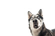© Liliya Trott - Extreme close up of funny shocked surprised husky dog with opened wide eyes on white background.