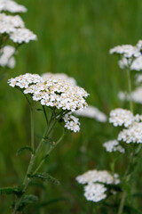 Close-up of yarrow in front of green background