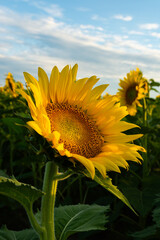 Wall Mural - Blooming sunflower field.