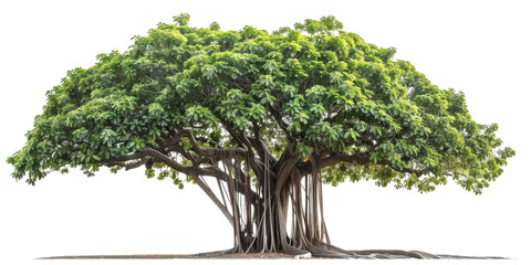 Green realistic huge tall wide Banyan tree cut out, isolated, transparent background - PNG. 