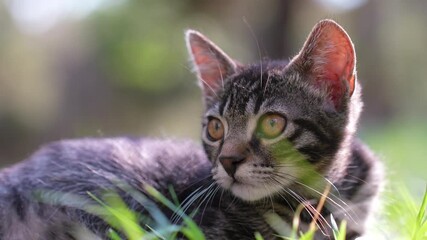 Wall Mural - cat on grass