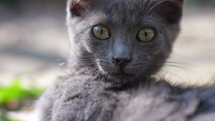 Wall Mural - kitten licks its fur, cleans its fur