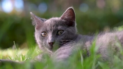 Wall Mural - kitten lies on the grass and yawns