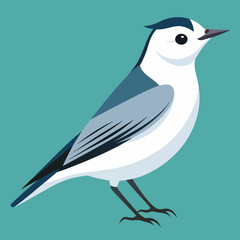 Wall Mural - White-breasted Nuthatch Bird Graphic in Vector