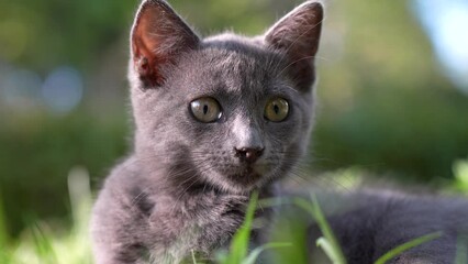 Wall Mural - kitten lies on the grass and yawns