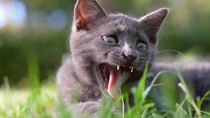 Wall Mural - kitten lies on the grass and yawns