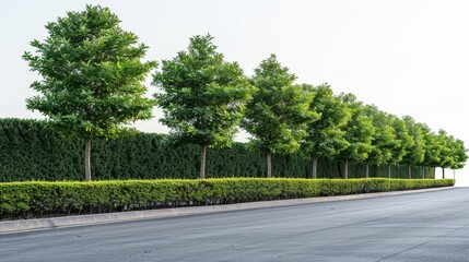 Sticker - Row of leafy trees and neatly trimmed hedges along a road, set against a white background, emphasizing urban landscaping