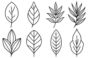 Eucalyptus leaf line art design illustration leafy branch outline